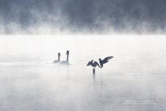 Graphic photographic print of silhouetted birdlife on a misty lake
