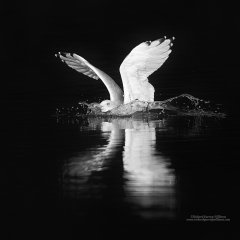 Herring gull landing in water