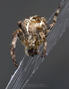 Macro photograph of a garden spider