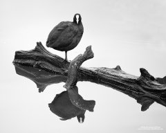 Coot on log with reflection