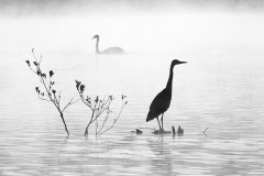 Graphic image of heron and swan on misty lake