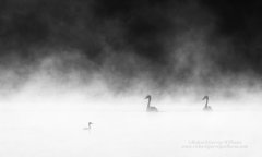 Graphic fine art print of birds on a misty lake