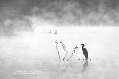 Birdlife photographed on a misty lake at dawn