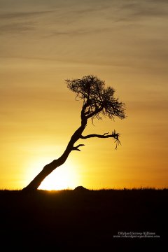 Graphic image of acacia tree in Mara Reserve, Kenya