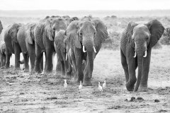 Herd of African elephants in Amboseli