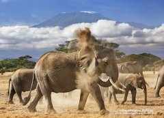 Elephant in front of Mount Kilimanjaro, Amboseli