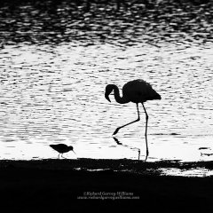 Silhouette of flamingo and stilt on Lake Nakuru