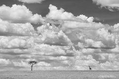 Giraffe and acacia tree with African sky