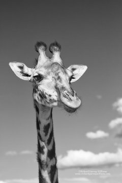 Black and white photographic portrait of a giraffe