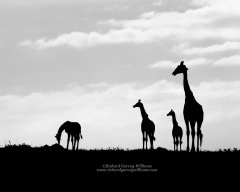 Giraffes on horizon in Mara Reserve, Kenya