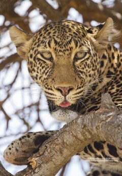 Leopard staring at the camera in Kenya