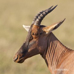 Topi antelope taken on African safari