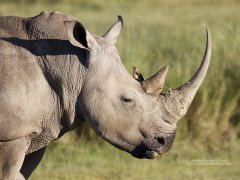 White Rhinoceros in Kenya