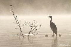 Beautiful shape of a grey heron 