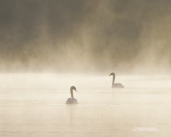 Moody image of swans on lake at dawn