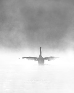 Swan rising with wings spread from mist covered water