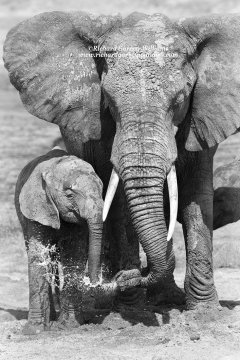 Action photo showing a mother elephant sharing water with its calf in Tarangire