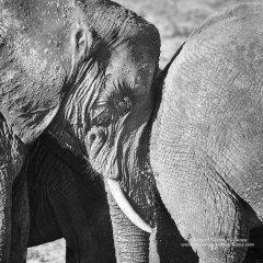 Graphic black and white image of an elephant pushing another from behind