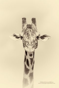 Sepia portrait of a giraffe as part of a wildlife portfolio