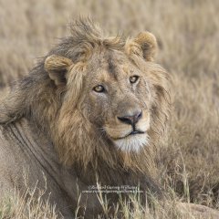 Portrait of a beautiful male lion as a square photographic print
