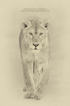 Sepia photograph of a lioness walking towards the camera on safari