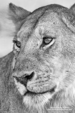 Portrait of a lion taken on photographic safari in Africa