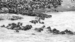 Crocodile attacking migrating wildebeest crossing a river in Tanzania