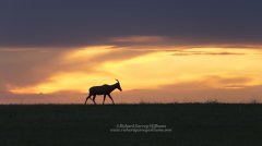 African wildlife silhouette photo of Topi at sunset