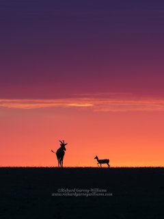 Colourful simple silhouette of African wildlife at sunset
