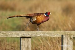 Pheasant walking along fence in Devon