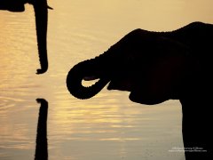 Stunning outlines of elephants drinking