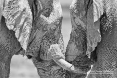 Bull elephants greeting each other in Namibia