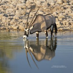 Oryx drinking at waterhole in Etosha