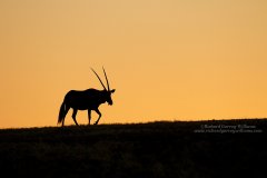 Oryx outline in Namibian desert