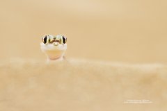 Cute face of a gecko in African desert