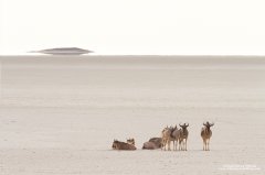 Wildebeest on Etosha Pan in Namibia