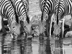 Zebras drinking in Etosha National Park