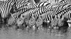 Zebra lined up to drink at waterhole in Namibia