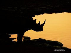Silhouette of rhino at waterhole in Namibia