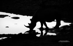 Silhouette of rhino taken on safari in Namibia
