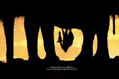 Silhouette of elephant and giraffe in Namibia