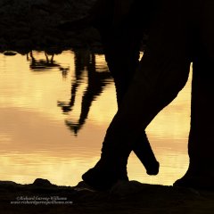 Fine art photo of animals at waterhole in Namibia