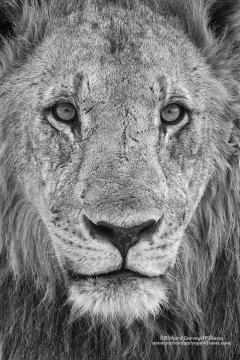 Portrait of male lion in Africa