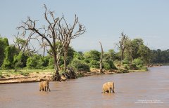 African elephants crossing river in Samburu 