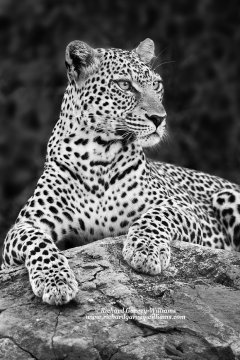 Black and white photographic portrait of a leopard in Kenya