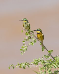 Beautiful birds on Kenyan safari