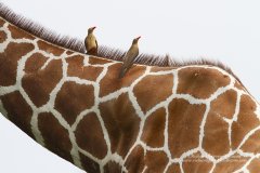 Oxpeckers on pattern of giraffe in Kenya