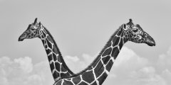Reticulated Giraffes on Kenya safari