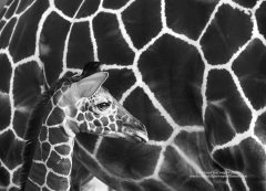 Black and white pattern image of giraffe baby alongside mother